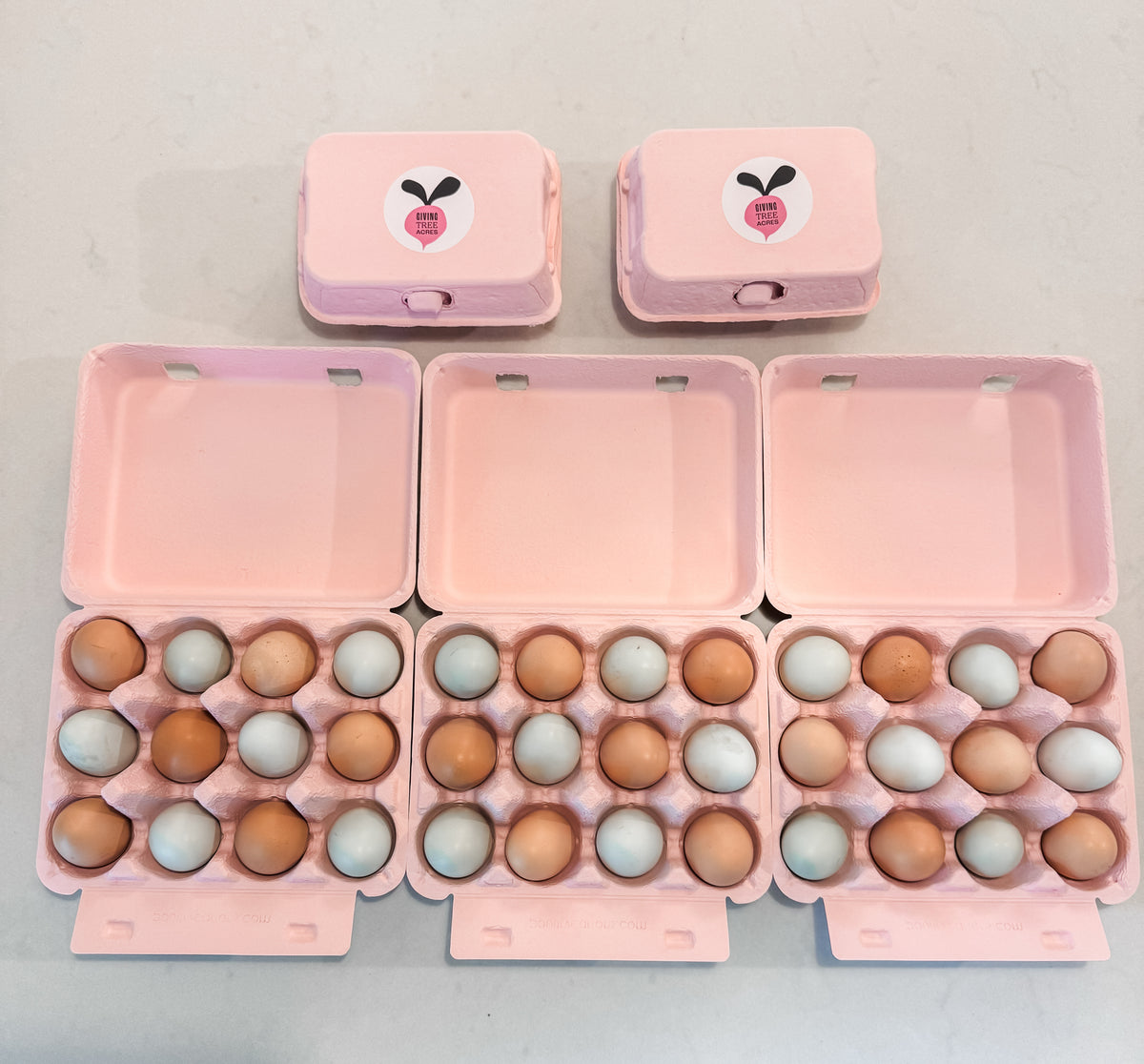 Dozen Pasture-Raised Eggs – Regeneratively Farmed