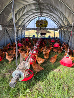 Pasture-Raised, Regeneratively Raised Chicken Thighs