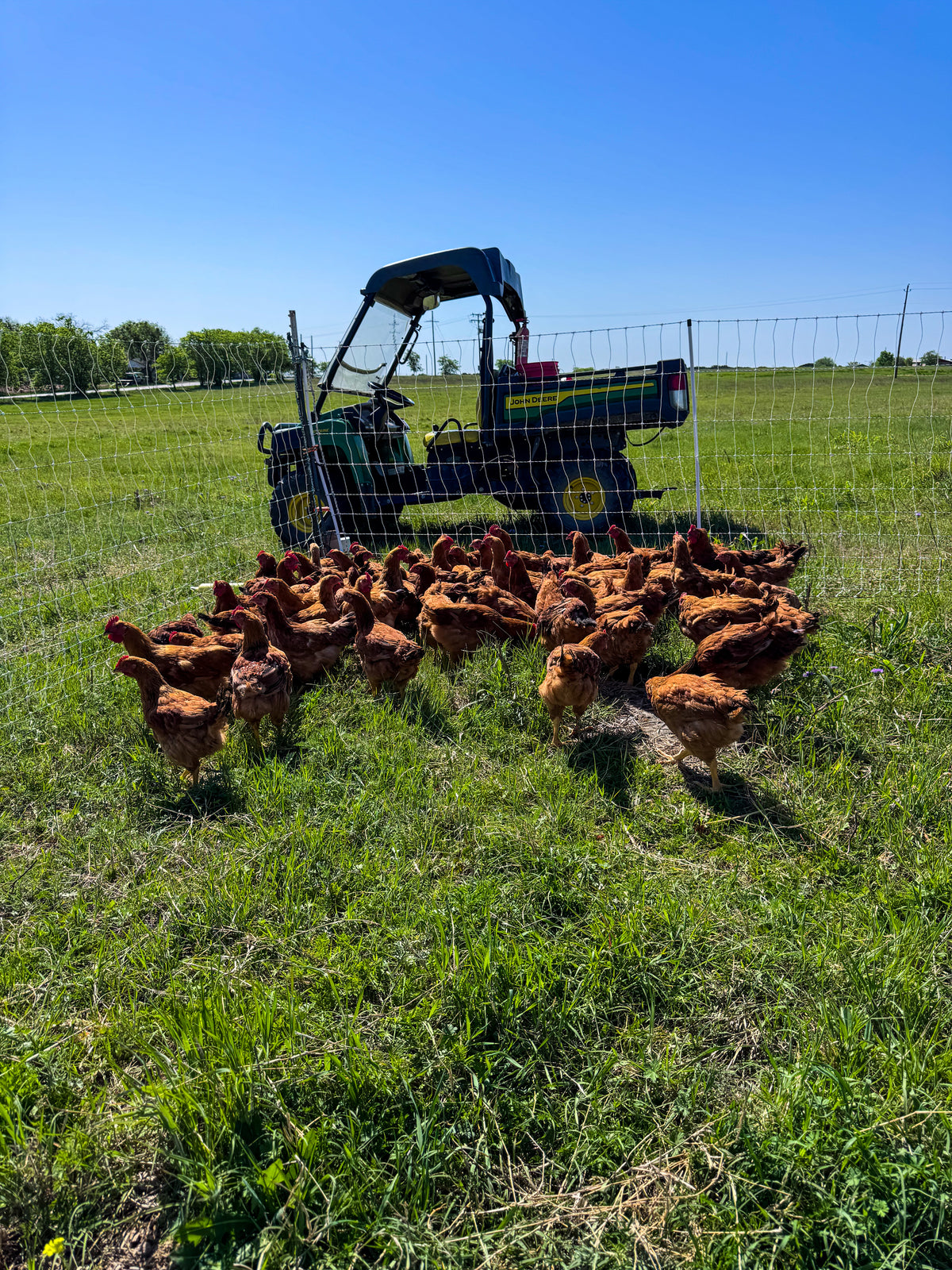 Pasture-Raised, Regeneratively Raised Chicken Thighs