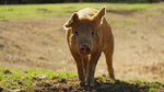 Pasture-Raised Bone-In Pork Loin Chops (Non-GMO, Corn & Soy-Free)