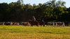 Photo of ranchers driving cattle on the farm