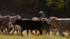 Photo of rancher riding alongside cattle on the farm